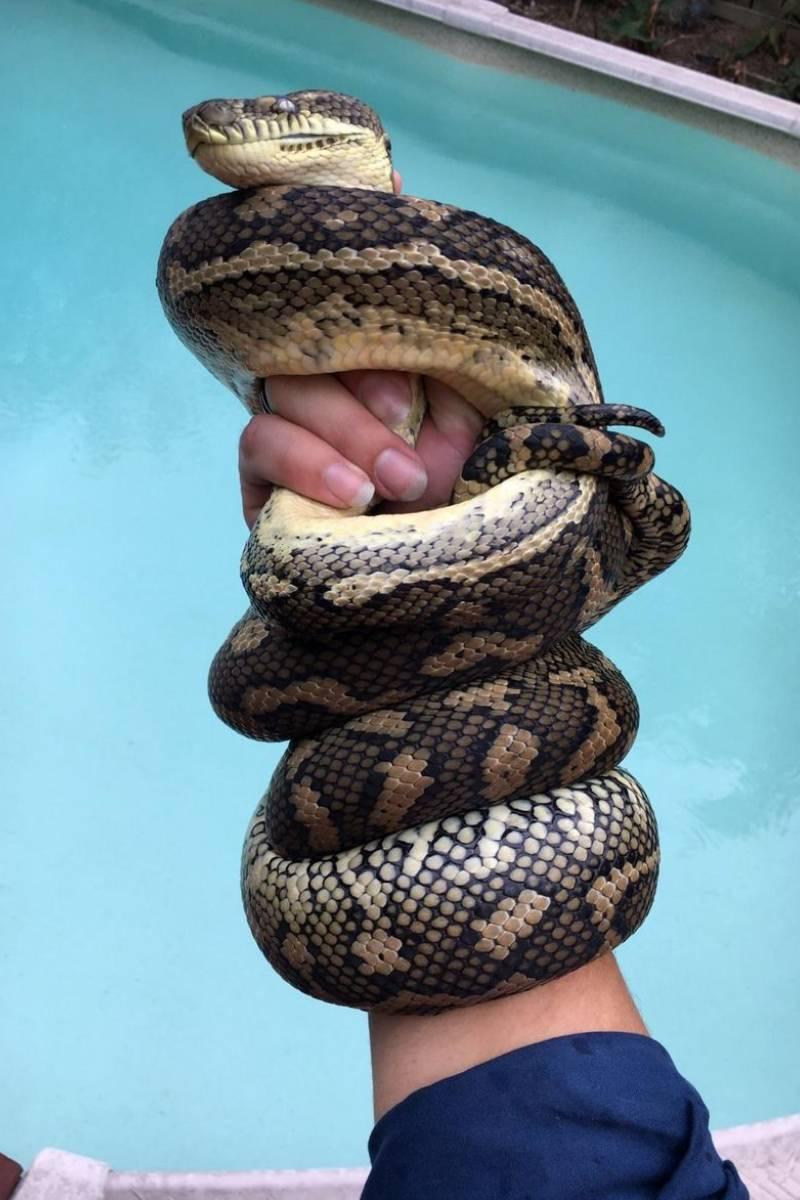 14-Foot Snake Skin Uncovered In Attic Leads To An Astonishing Discovery