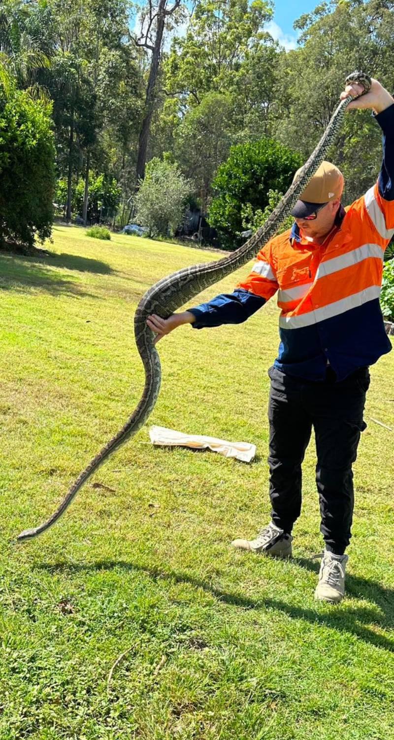 14Foot Snake Skin Uncovered In Attic Leads To An Astonishing Discovery