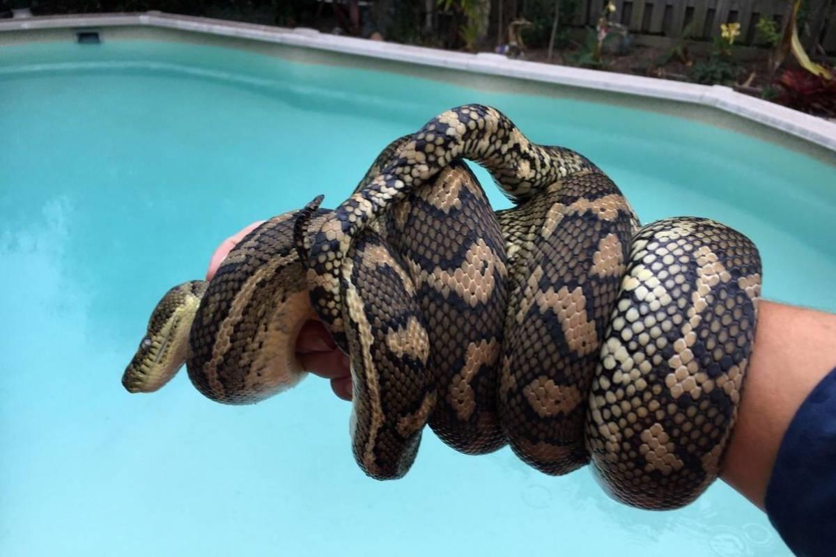 14-Foot Snake Skin Uncovered In Attic Leads To An Astonishing Discovery