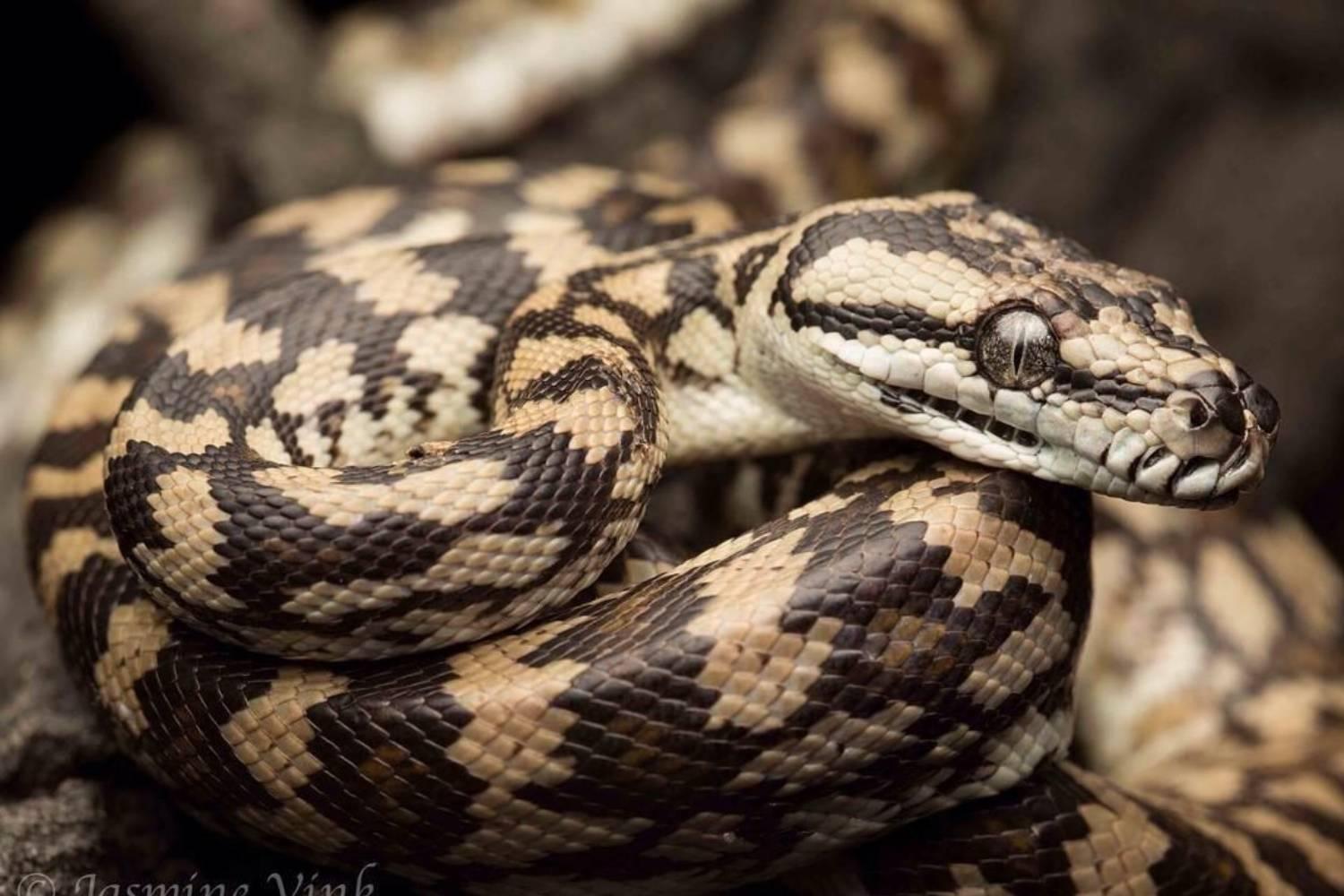 14-Foot Snake Skin Uncovered In Attic Leads To An Astonishing Discovery